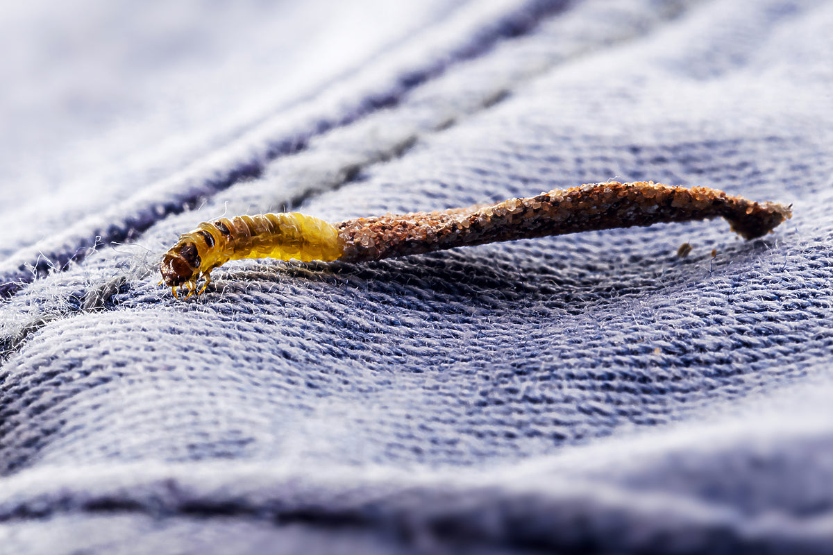 How To Keep Moths Away From Cashmere Clothes TCG London